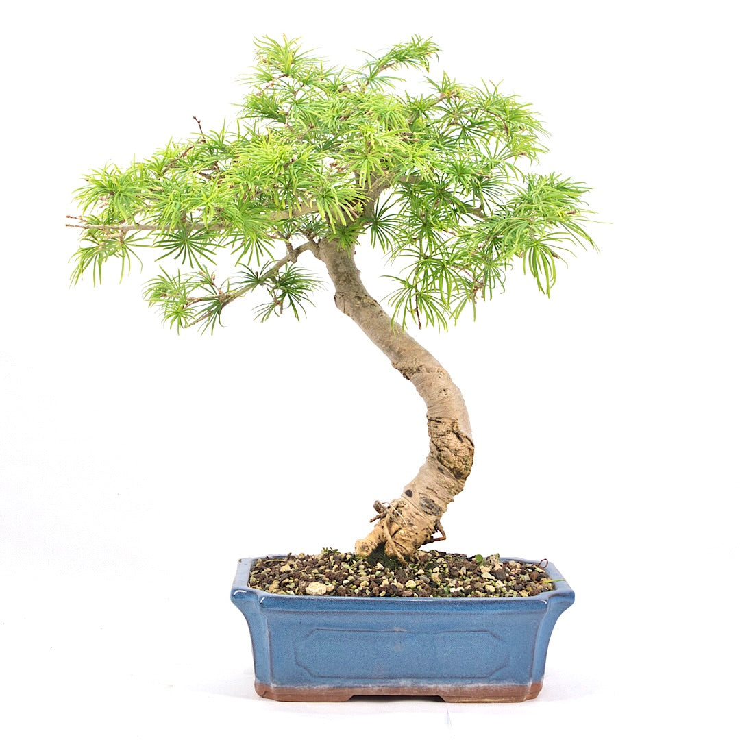Goldlärche 'Pseudolarix amabilis'
